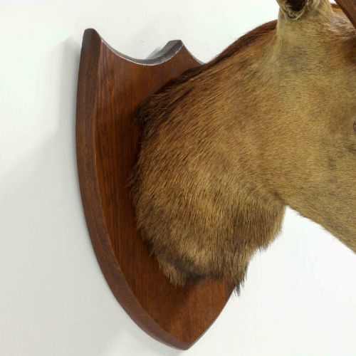 LATE VICTORIAN MOUNTED STAGS HEAD - ADDITIONAL PHOTO 3