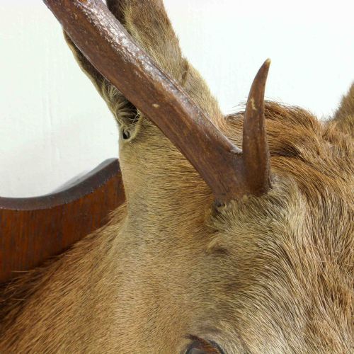 LATE VICTORIAN MOUNTED STAGS HEAD - ADDITIONAL PHOTO 4