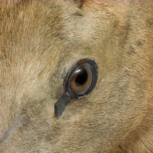 LATE VICTORIAN MOUNTED STAGS HEAD - ADDITIONAL PHOTO 5