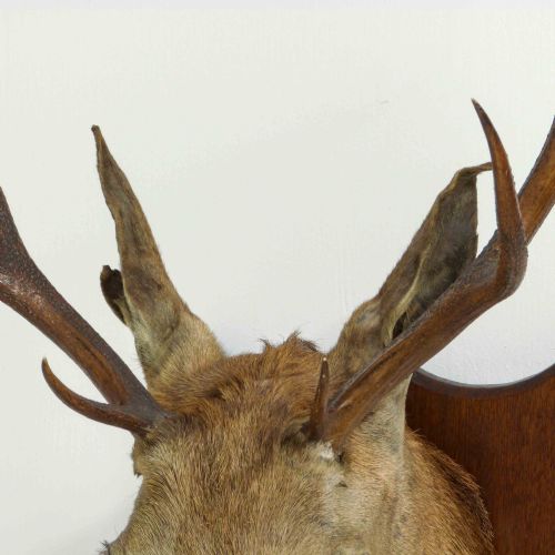 LATE VICTORIAN MOUNTED STAGS HEAD - ADDITIONAL PHOTO 6