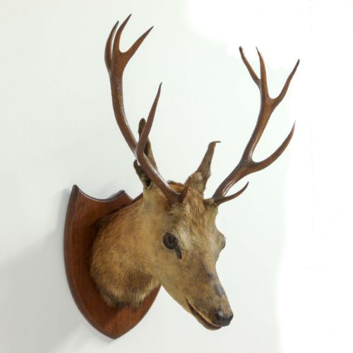 LATE VICTORIAN MOUNTED STAGS HEAD - ADDITIONAL PHOTO 8