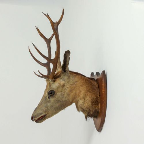 LATE VICTORIAN MOUNTED STAGS HEAD - ADDITIONAL PHOTO 7