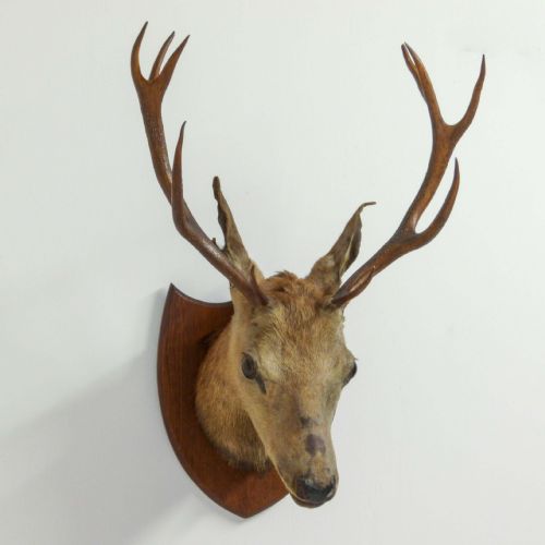 LATE VICTORIAN MOUNTED STAGS HEAD - ADDITIONAL PHOTO 9