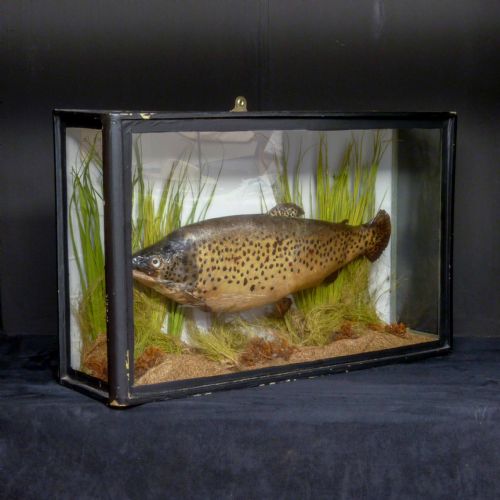 victorian stuffed sea trout - CATEGORY: ANTIQUE MISCELLANEOUS - DATED VICTORIAN