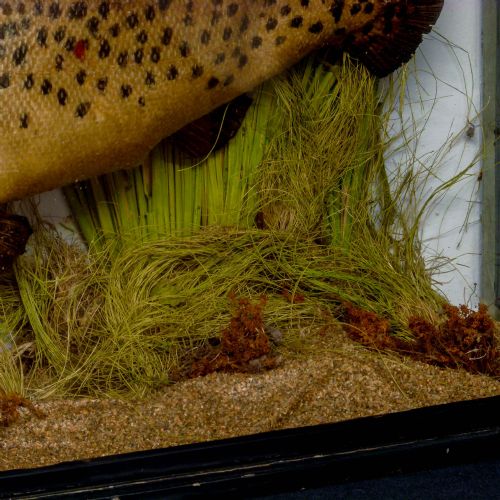 VICTORIAN STUFFED SEA TROUT - ADDITIONAL PHOTO 2