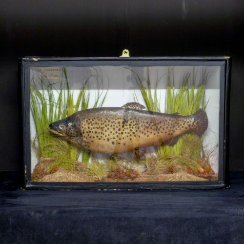 VICTORIAN STUFFED SEA TROUT - ADDITIONAL PHOTO 1