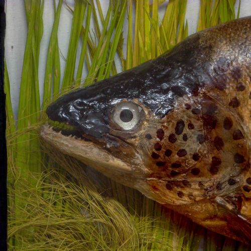 VICTORIAN STUFFED SEA TROUT - ADDITIONAL PHOTO 3