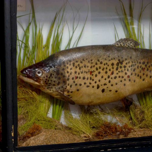 VICTORIAN STUFFED SEA TROUT - ADDITIONAL PHOTO 4