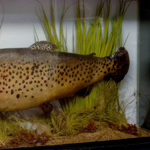 VICTORIAN STUFFED SEA TROUT - ADDITIONAL PHOTO 5
