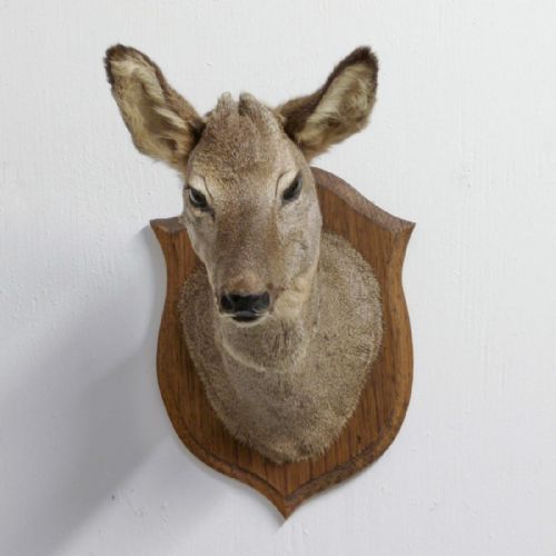 small mounted roe deer head - CATEGORY: ANTIQUE MISCELLANEOUS - DATED VICTORIAN