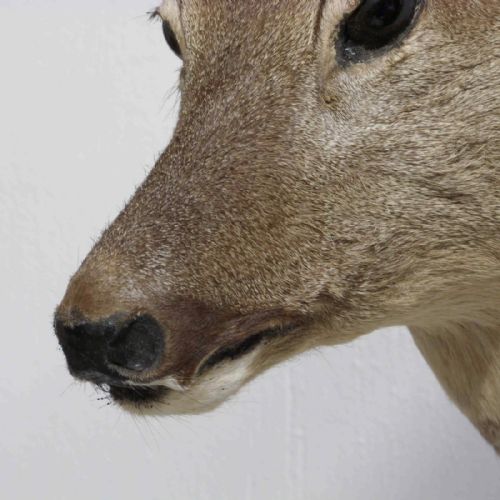 SMALL MOUNTED ROE DEER HEAD - ADDITIONAL PHOTO 1