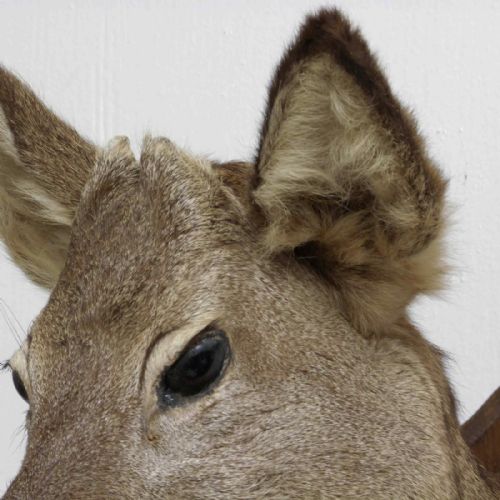 SMALL MOUNTED ROE DEER HEAD - ADDITIONAL PHOTO 2