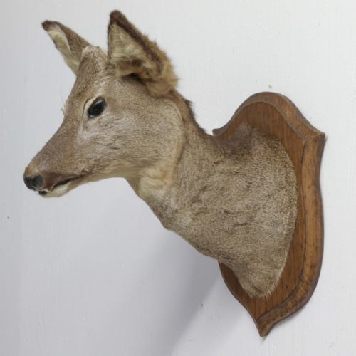 SMALL MOUNTED ROE DEER HEAD - ADDITIONAL PHOTO 3