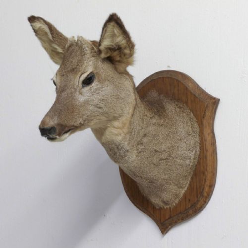 SMALL MOUNTED ROE DEER HEAD - ADDITIONAL PHOTO 4
