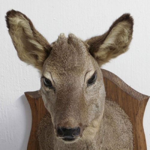 SMALL MOUNTED ROE DEER HEAD - ADDITIONAL PHOTO 5