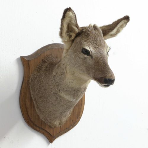 SMALL MOUNTED ROE DEER HEAD - ADDITIONAL PHOTO 6