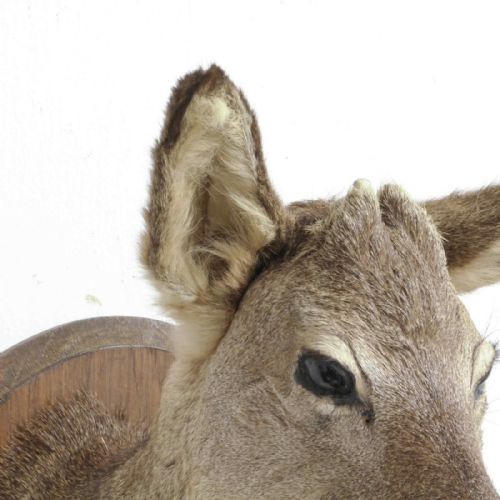 SMALL MOUNTED ROE DEER HEAD - ADDITIONAL PHOTO 7