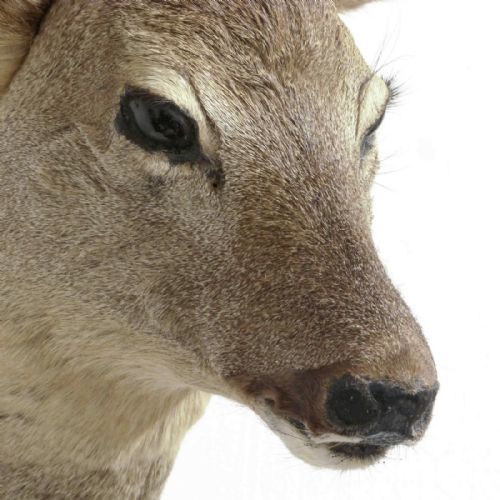 SMALL MOUNTED ROE DEER HEAD - ADDITIONAL PHOTO 8