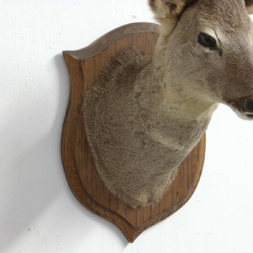 SMALL MOUNTED ROE DEER HEAD - ADDITIONAL PHOTO 9