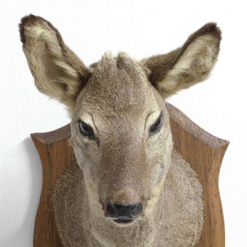 SMALL MOUNTED ROE DEER HEAD - ADDITIONAL PHOTO 10