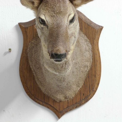 SMALL MOUNTED ROE DEER HEAD - ADDITIONAL PHOTO 11