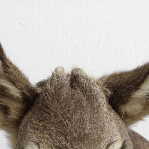 SMALL MOUNTED ROE DEER HEAD - ADDITIONAL PHOTO 12