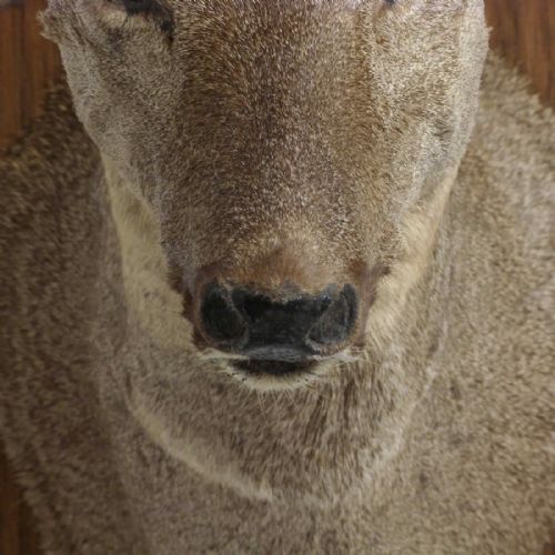 SMALL MOUNTED ROE DEER HEAD - ADDITIONAL PHOTO 13