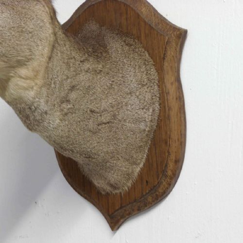 SMALL MOUNTED ROE DEER HEAD - ADDITIONAL PHOTO 14