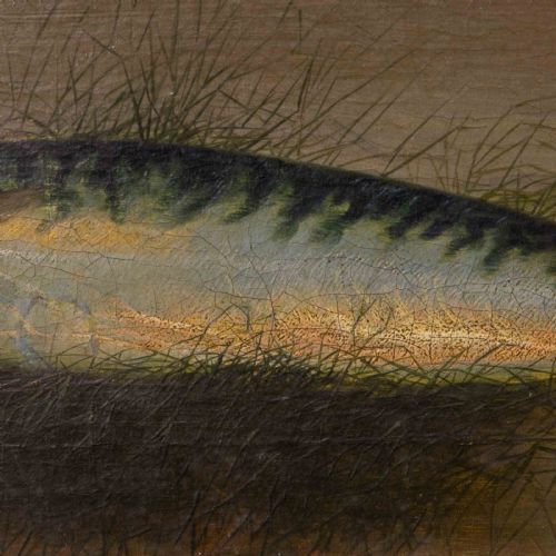 LATE VICTORIAN OIL PAINTING OF A MACKEREL BY SCOLMAN - ADDITIONAL PHOTO 4