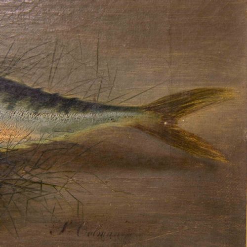 LATE VICTORIAN OIL PAINTING OF A MACKEREL BY SCOLMAN - ADDITIONAL PHOTO 5