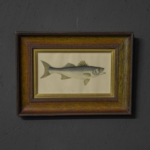 victorian bass print - CATEGORY: ANTIQUE ART - DATED VICTORIAN