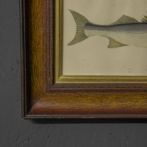 VICTORIAN BASS PRINT - ADDITIONAL PHOTO 2