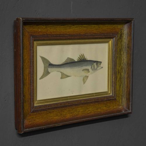 VICTORIAN BASS PRINT - ADDITIONAL PHOTO 4