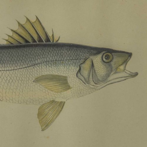VICTORIAN BASS PRINT - ADDITIONAL PHOTO 6