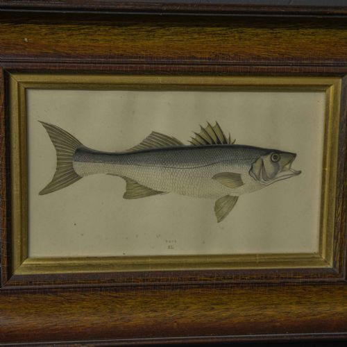 VICTORIAN BASS PRINT - ADDITIONAL PHOTO 1