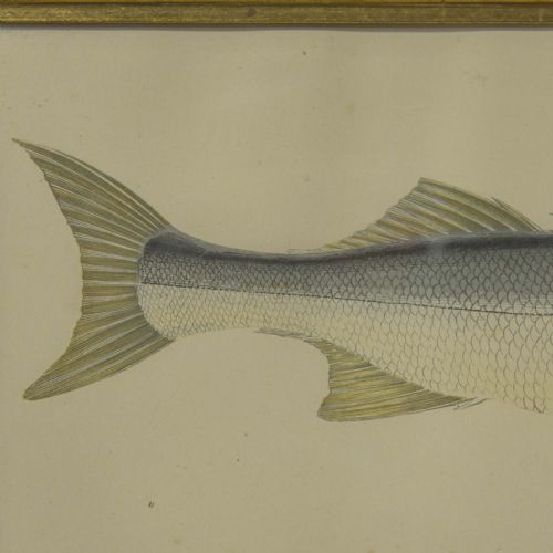 VICTORIAN BASS PRINT - ADDITIONAL PHOTO 3
