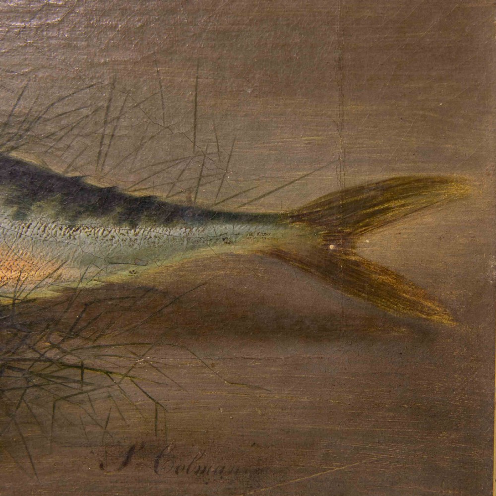 Late Victorian Oil Painting of a Mackerel by S.Colman View VI