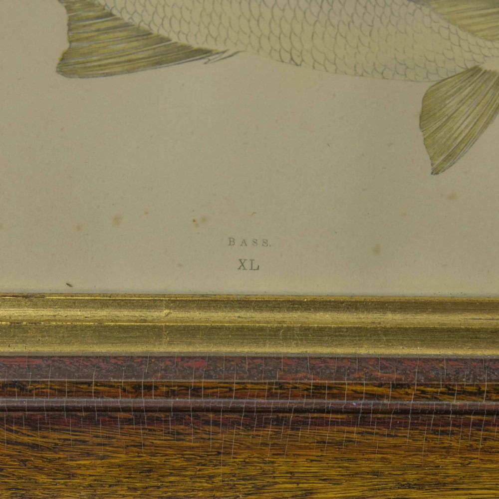 Victorian Bass Print View IV