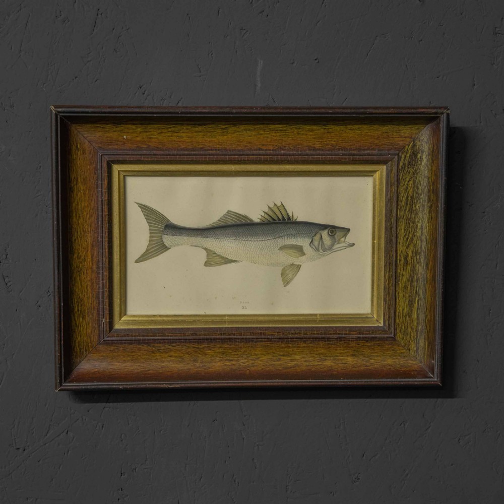 Victorian Bass Print