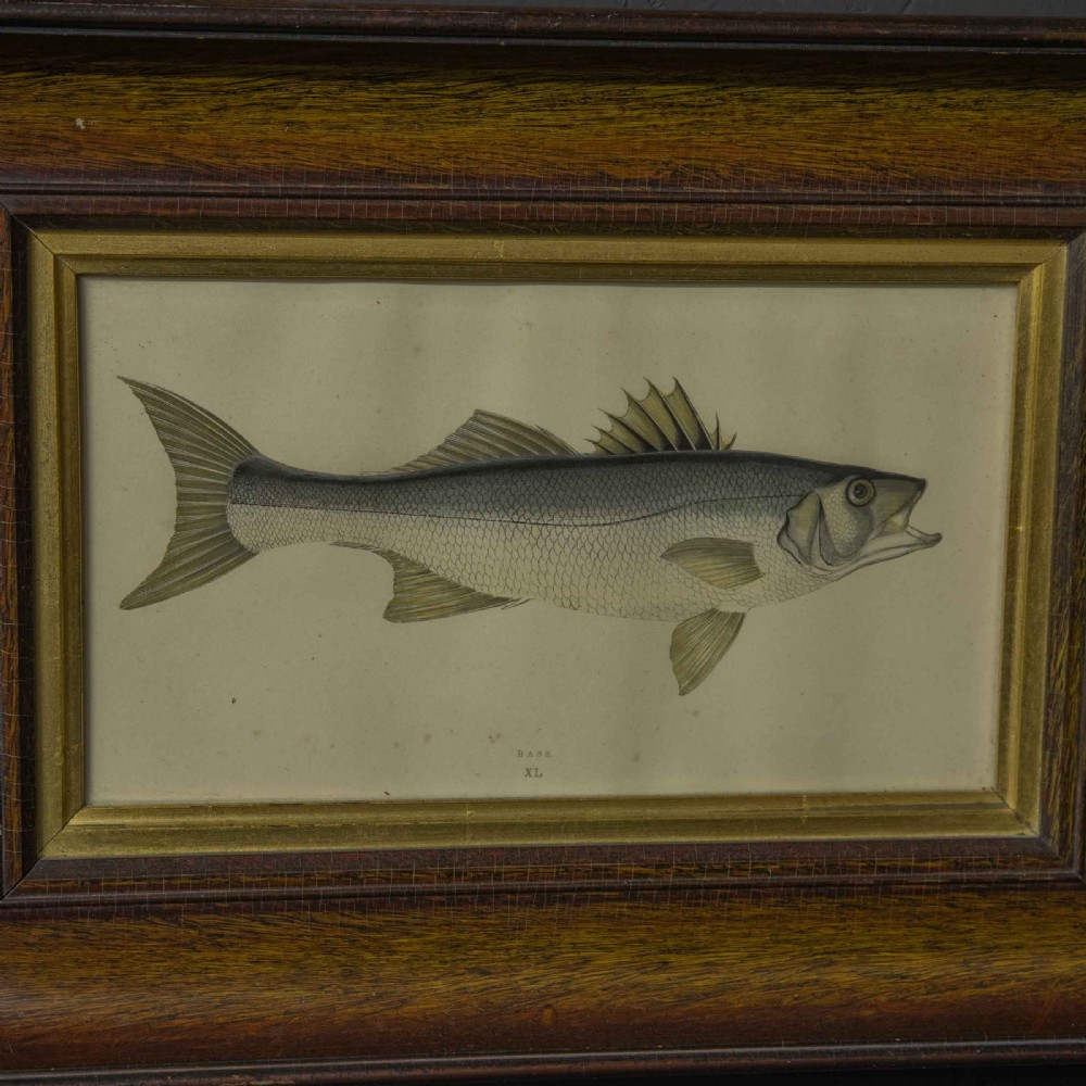 Victorian Bass Print View II