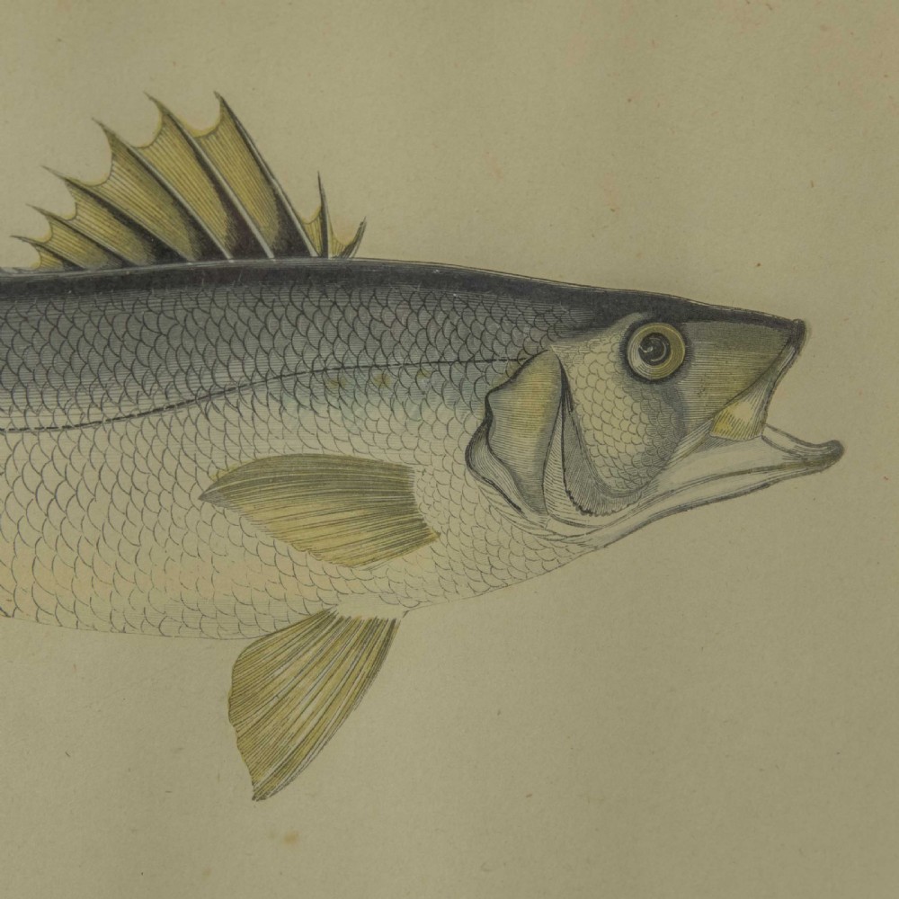 Victorian Bass Print View III