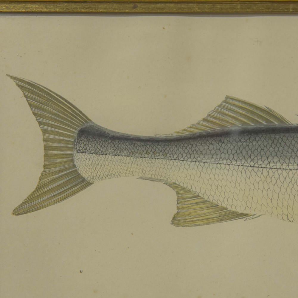Victorian Bass Print View IV