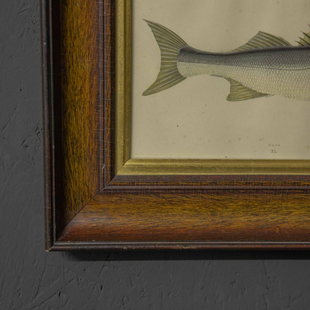 Victorian Bass Print View V