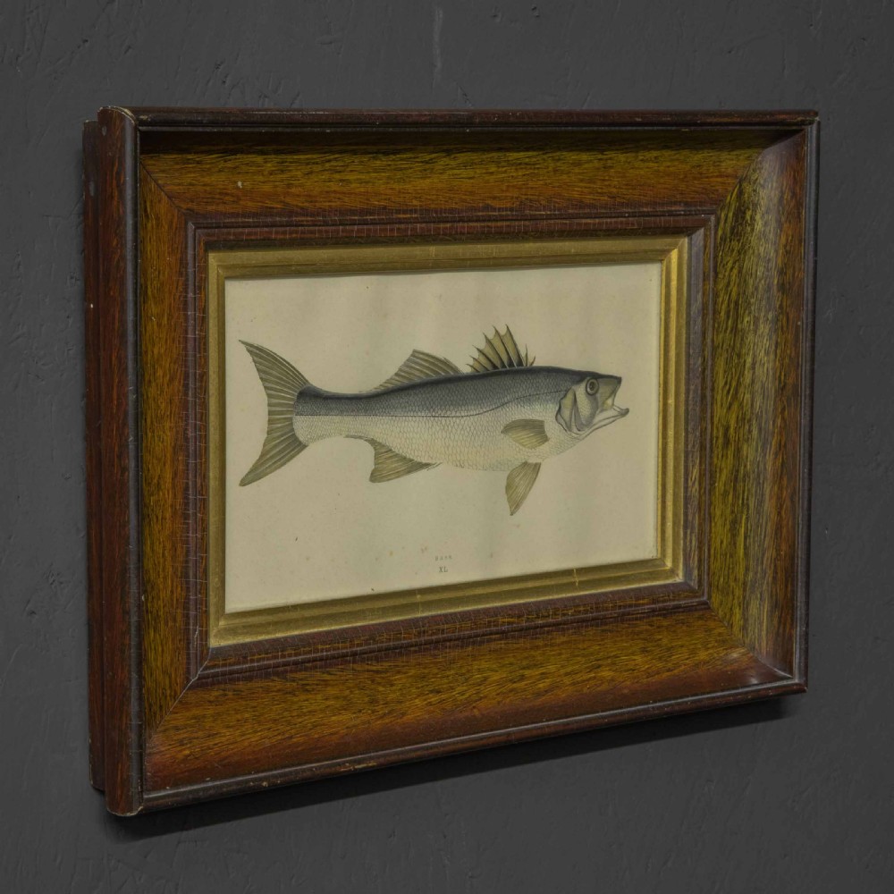 Victorian Bass Print View VI