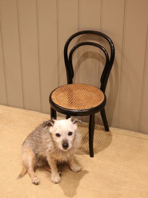 BENTWOOD CHILDS CHAIR WITH A CANE SEAT - ADDITIONAL PHOTO 9
