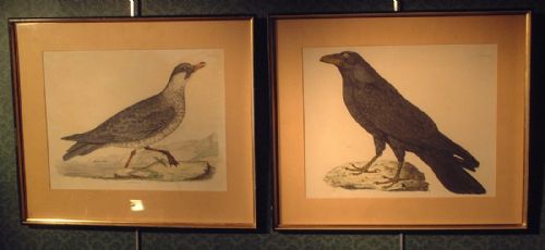 Pair of Early 19th Century Engravings - Skua & Raven