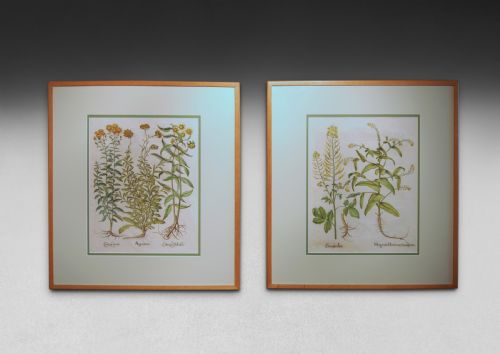 A Pair of Besler Engravings, White Mustard & Myagrum, and Ageratum.