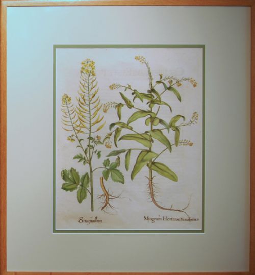 fig 1. A pair of Besler Engravings, white mustard & Myagrum, and Ageratum.