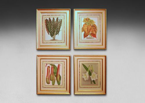 A Set of Four Foliage Botanical Engravings from L’illustration Horticole.