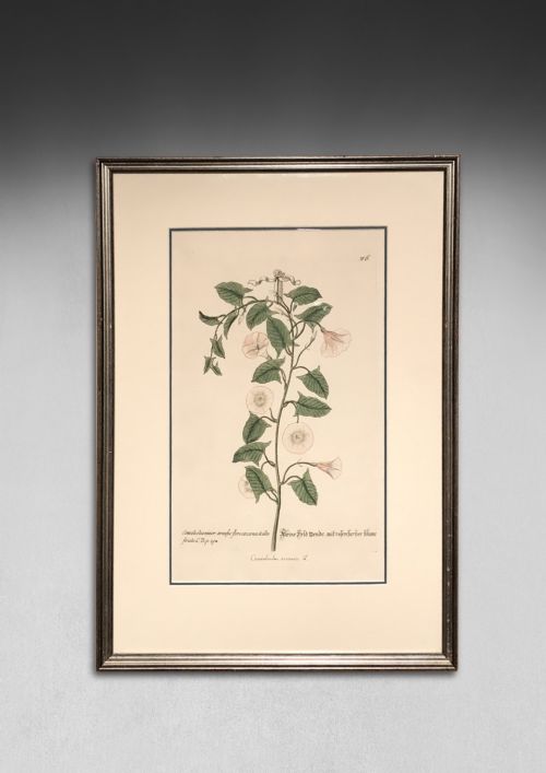 fig 1. A pair of framed 18th-century hand-coloured botanical engravings depicting floral specimens on cream paper within dark wooden frames.
